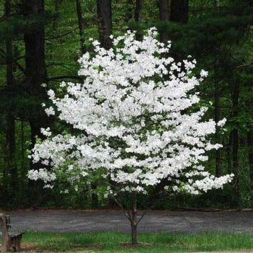 Flowering Dogwood Tree Seeds - 20 Seeds - Made in USA Ships from Iowa. Beautiful Flowering Tree Seeds for Planting