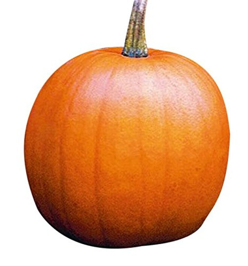 Jack OLantern Pumpkins Seeds - Heirloom and The Classic for Carving and Cooking Jack OLantern Pumpkins Seeds - Heirloom and The Classic for Carving and Cooking