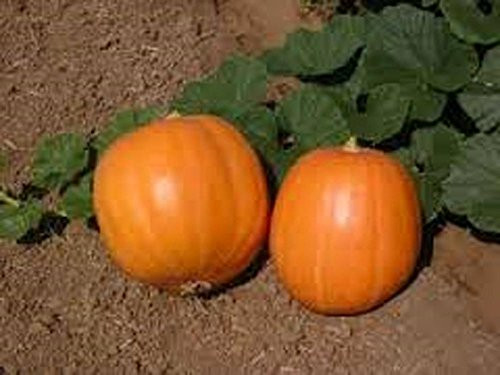 Pumpkin Jack O Lantern Pumpkin Seeds Heirloom Non GMO 500 Seeds Pumpkin Jack O Lantern Pumpkin Seeds Heirloom Non GMO 500 Seeds