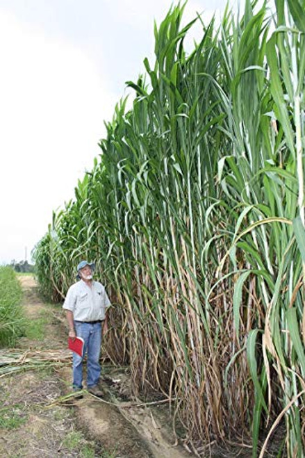 Elephant Grass Seeds - 100 Seeds - Tallest Grass in The World - Ships from Iowa Made in USA