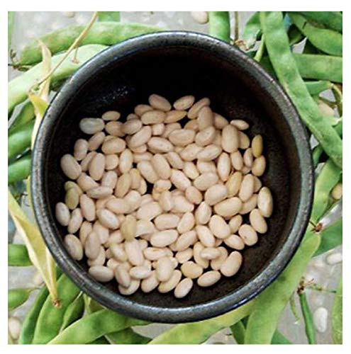Bush Bean Great Northern Beans Seeds