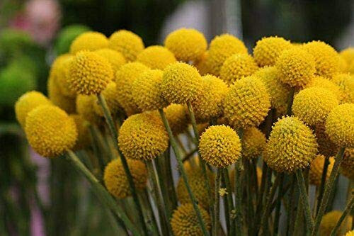 RubyShop724 Yellow Billy Buttons 100S-e-e-ds Craspedia Globosa