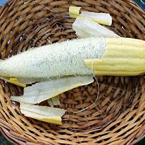 Luffa Sponge S.e.e.d.s - Gourd S.e.e.d.s S.e.e.d.s Heirloom S.e.e.d.s - Try It 3 S.e.e.d.s