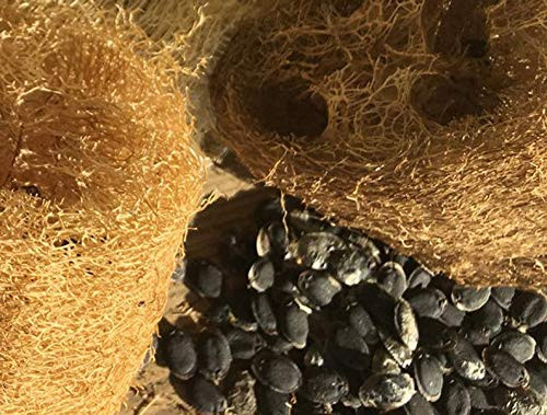 S.e.e.d.s - Loofah S.e.e.d.s- Luffa Loofa All Natural Scrubbing Sponge Pl.ant S.e.e.d.s Large Vin.e