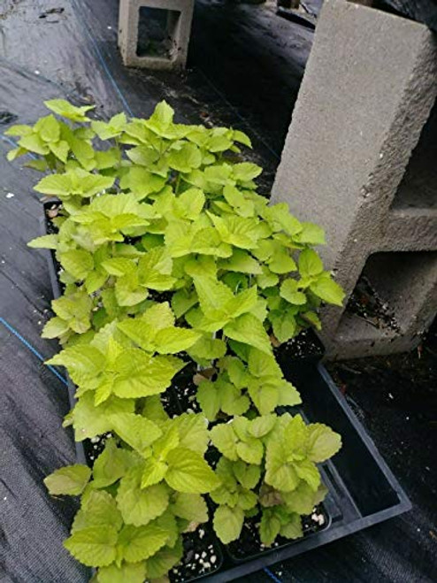 Agastache Foeniculum Golden Jubilee Anise Hyssop 20S-e-e-ds Agastache Foeniculum Golden Jubilee Anise Hyssop 20S-e-e-ds