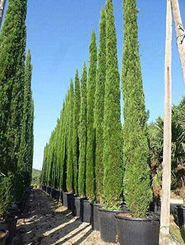 25S-e-e-ds Cypress Cupressus Sempervirens