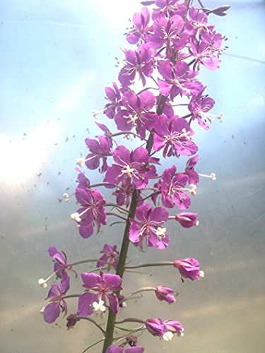 PHK Fireweed S.e.ed Chamaenerion angustifolium 350 S.e.EDS