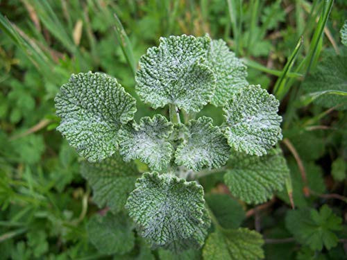 RubyShop724 250 White Horehound S-e-EDS Marrubium vulgare