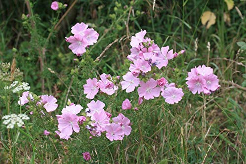 RubyShop724 Malva Moschata- Rosea- 100 S-e-e-ds