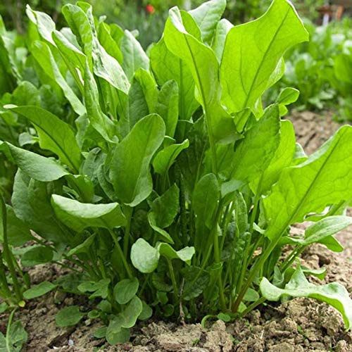 RubyShop724 100S-e-e-ds French Sorrel - Lett'uce