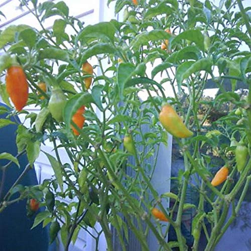 RubyShop724 Datil Hot Pepper' 25 Se-e-ds Capsicum chinense