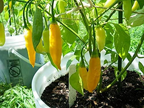 RubyShop724 Aji Amarillo Pepper' 20Se-e-d- Aji Lemon