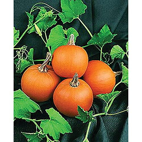 RubyShop724 20 Pumpkin S-e-EDS Wee Bee Little Mini Pumpkin