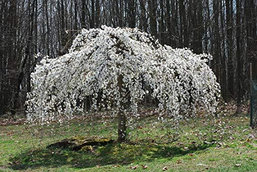 RubyShop724 5S-e-e-ds Fountain Weeping Cherry S-e-e-ds