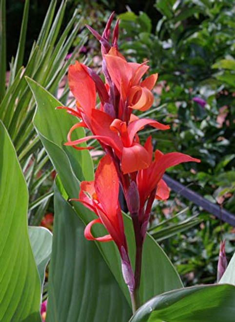 15S-e-e-ds Canna Edulis S-e-e-ds - CannaLily - Achira