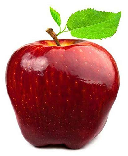 10S-e-e-ds Red Delicious Apple Malus pumila S-e-e-ds