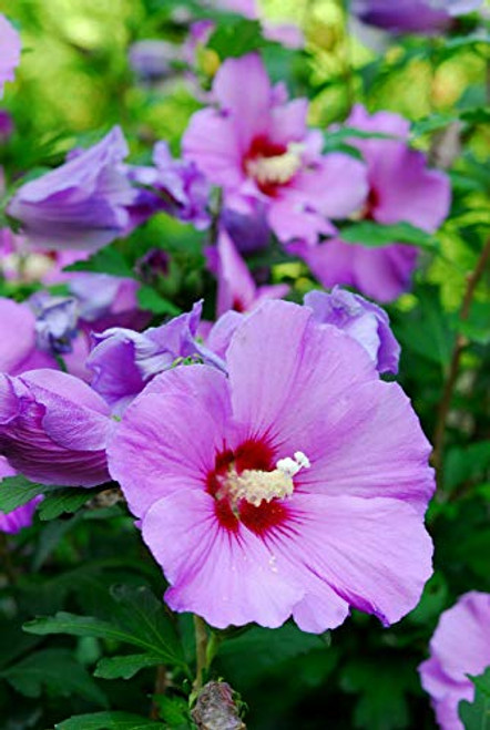 50S-e-e-ds Dark Pink Rose Of Sharon Hibiscus Syriacus S-e-e-ds