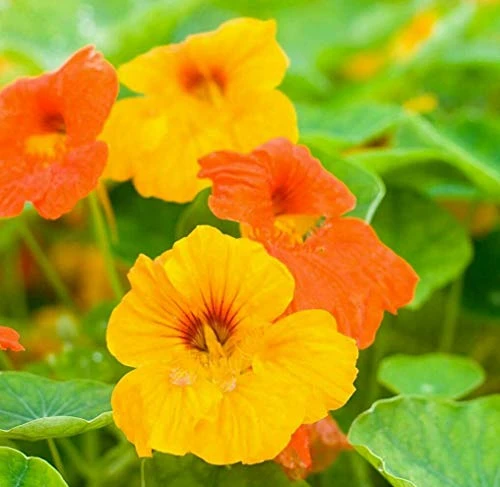 20S-e-e-ds Nasturtium Dwarf Jewel Mix Nasturtium S-e-e-d