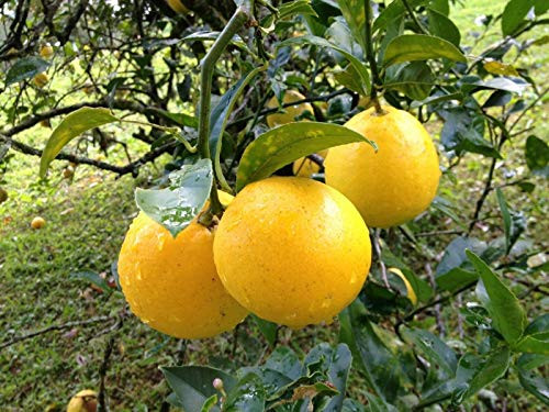 5S-e-e-ds Meyer Lemon Citrus S-e-e-ds
