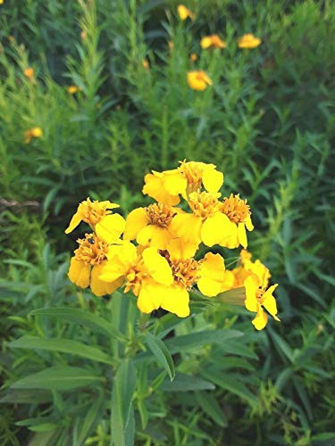 100S-e-e-ds Mexican Tarragon S-e-e-ds Mexican Mint