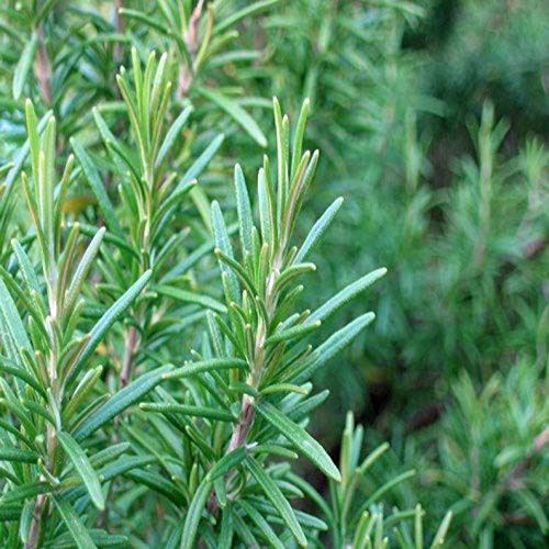 40S-e-e-ds Italian Rosemary S-e-e-ds Rosmarinus officinalis