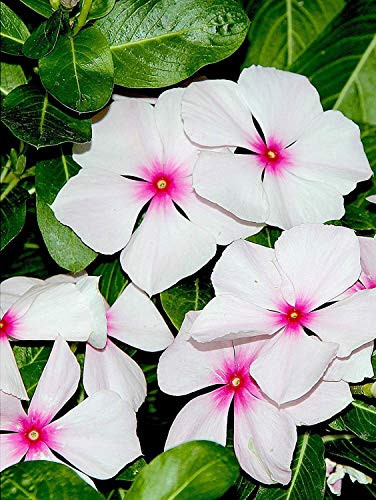 Vinca- Periwinkle- Bright Eyes- 50S-e-e-ds