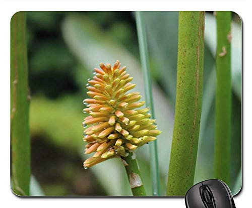 Mouse Pad - Comanche Azores S o Miguel Nature Macro Belvedere