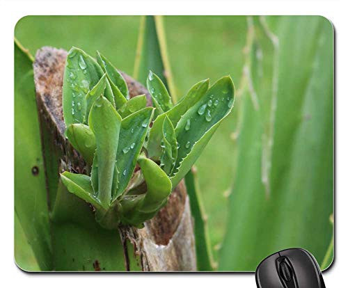 Mouse Pad - Comanche Azores S o Miguel Macro Nature Belvedere