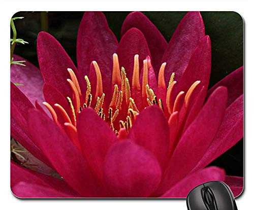 Mouse Pad - Water Lily Nuphar Lutea Aquatic Plant Blossom Bloom 17