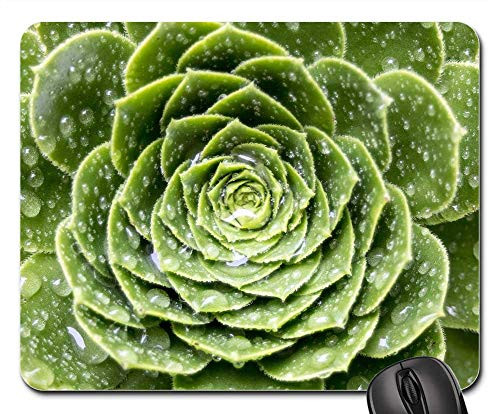 Mouse Pad - Comanche Nature Cactus Azores S o Miguel Macro