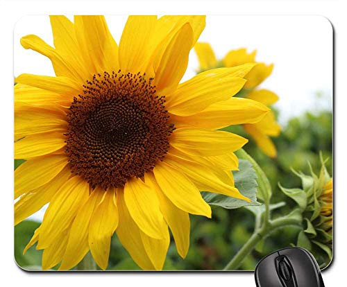 Mouse Pad - Comanche Azores S o Miguel Belvedere Nature Macro