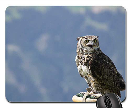 Mouse Pad - Owl Raptor B Bird of Prey Bird Animal Feather