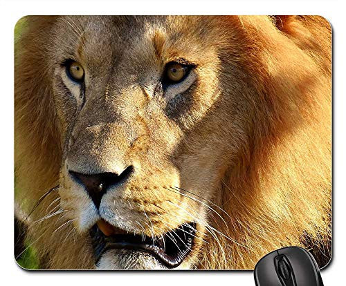 Mouse Pad - Lion Predator Dangerous Mane Cat Male Zoo 7