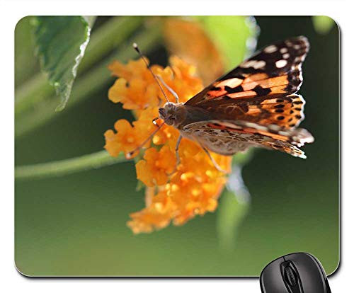 Mouse Pad - Butterfly Macro Close Green Field Animal Spring 17