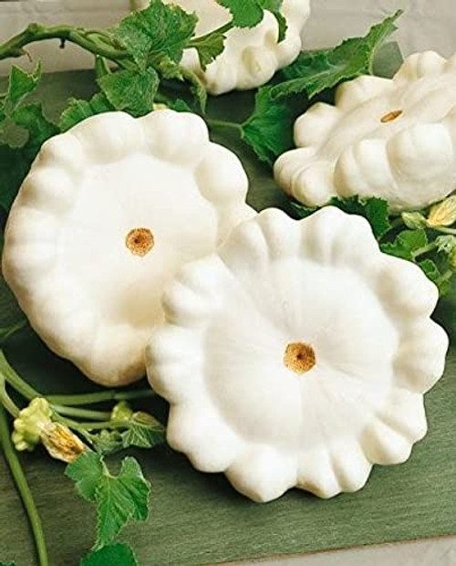 Scallop Early White B.ush Squash 40 S.eeds Pcs Scallop Early White B.ush Squash 40 S.eeds Pcs