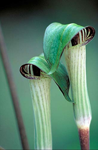 RubyShop724 10S-e-e-ds Jack in The Pulpit Arisaema Triphyllum
