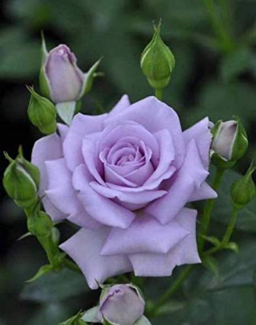 Rose S.eeds R?re Purple Rose B.ush 50 plus plus S.eeds Perennial F.Lowers for P.lanting Rose S.eeds R?re Purple Rose B.ush 50 plus plus S.eeds Perennial F.Lowers for P.lanting