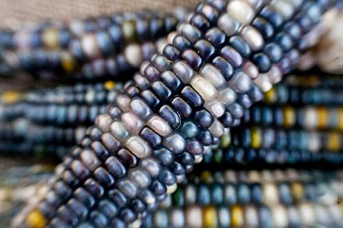 Shades of Blue Indian Corn S'EEDS  Untreated N O N-G M O Hopi Ornamental Popcorn  G'row in Pot