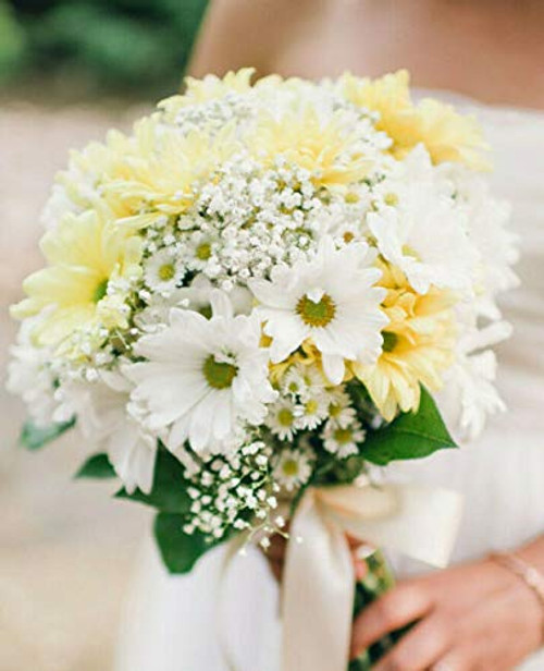 Garland Mix Daisy Flówer S'EEDS Yellow White Sunflower  G'row in Pot