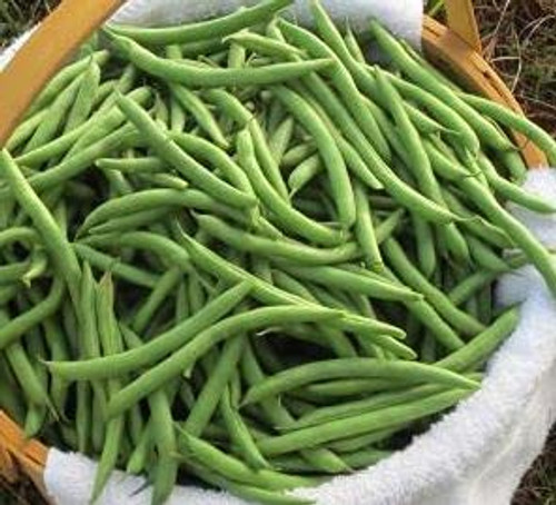Bean B.ush Dsi 1556 S.eeds 50 Pcs Bean B.ush Dsi 1556 S.eeds 50 Pcs