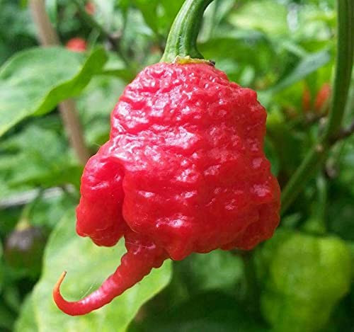 7 Pot Primo Pepper 10 plus Ct
