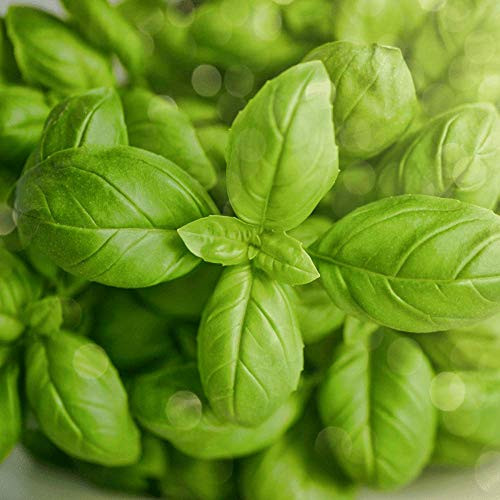 Sweet Italian Basil S'EEDS Heirl?om H?rb Thyme  G'row in Pot