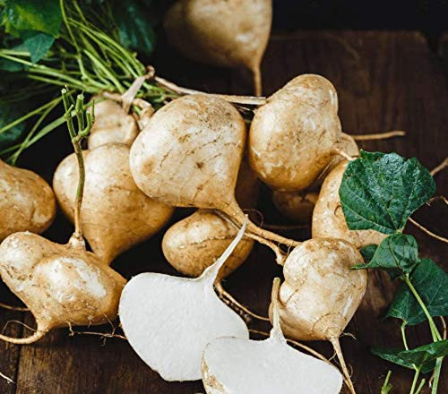 Jicama S'EEDS Veg?table Mexican Yam Bean R?ot Potato S'EEDS  G'row in Pot