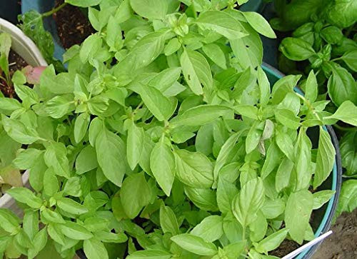 Thai Lemon Basil S'EEDS Veg?table Lao H?rb Vietnamese Asian S'EEDS  G'row in Pot
