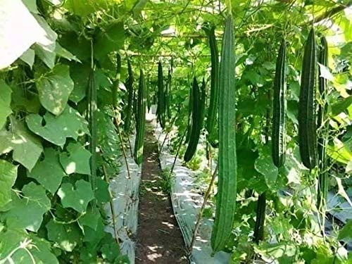 Ceylon Ridge Gourd  Luffa S.e.e.d.s Home - 20 S.e.e.d.s-C