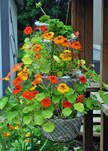 Dwarf Jewel Mix Nasturtium S'EEDS Flówer Orange Yellow S'EEDS  G'row in Pot