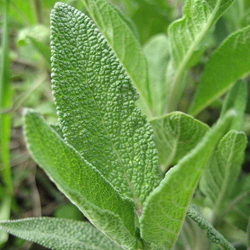 Sage S'EEDS H?rb N O N-G M O Summer Pl?nt Thyme Basil Rosemary  G'row in Pot