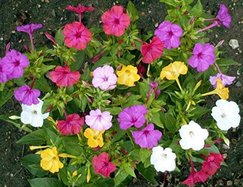 Marvel of Peru Four O Clock S'EEDS Flówer Pink Color Rainbow S'EEDS  G'row in Pot