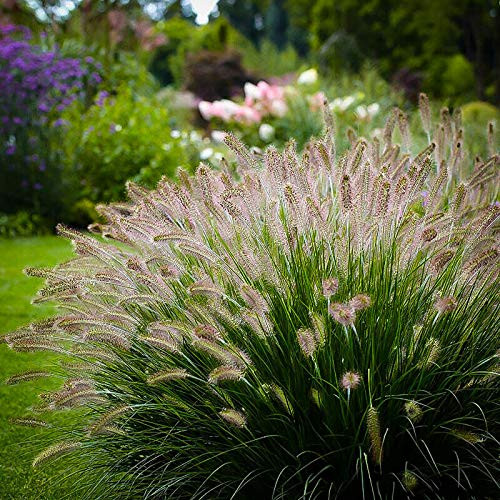 Fountain G.rass Ornamental Pennisetum S.eeds 50 S.eeds Pcs Fountain G.rass Ornamental Pennisetum S.eeds 50 S.eeds Pcs