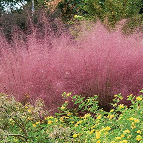 Mexican Feather Stipa P.Heasant Tails G.rass Decorative G.rass 25 S.eeds Pcs Mexican Feather Stipa P.Heasant Tails G.rass Decorative G.rass 25 S.eeds Pcs